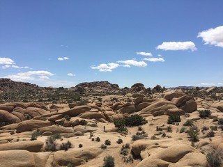 Desert landscape