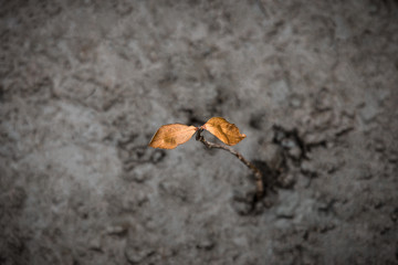 Top view on dying mangrove tree which leaves turning brown. Tree branch growing from wet soil of mud swamp.