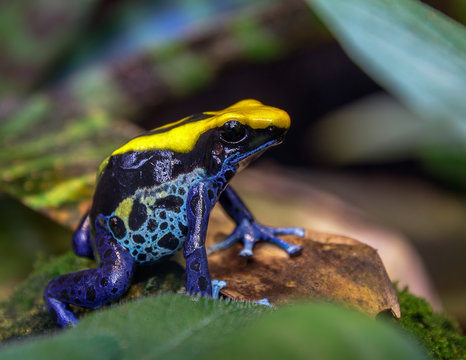 blue and yellow Brazilian dyeing poison dart frog (dendrobates tinctorius)