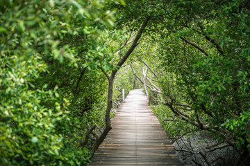 Wooden bridge of walkway inside tropical mangrove forest covered by green mangrove tree.