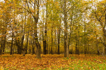 Fototapeta premium Gorgeous autumn landscape panorama of a scenic forest with lots of warm sunshine