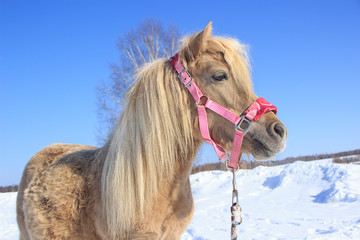 light little horse on snow background