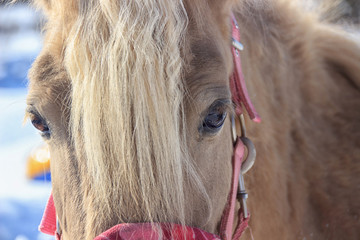the eyes are bright horses on snow background