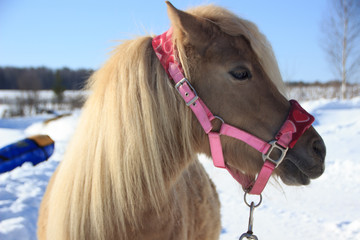 Portrait of shetland pony in winter