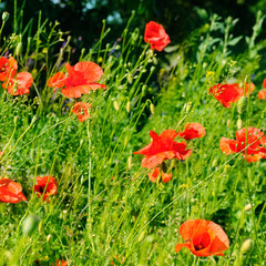 Scarlet poppies against the background of green grass. Focus on the flower.