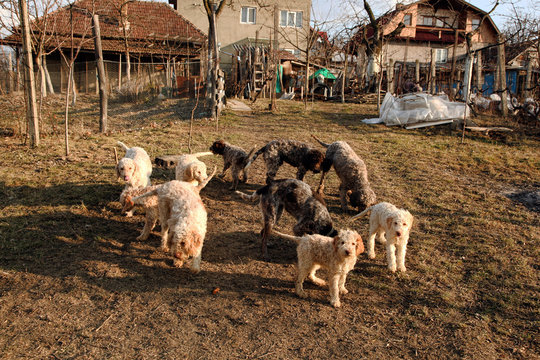 Dogs lagotto romagnolo
