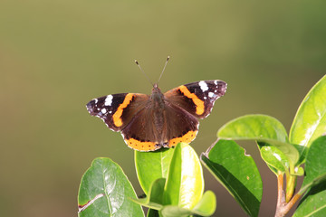 Atalanta - Vanessa atalanta 