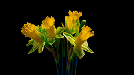 Yellow daffodils on black, portrait orientation