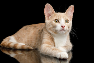 Adoreble Red Kitten Lying and Looking up on Isolated Black Background with reflection