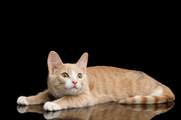 Fototapeta na wymiar Red Kitten Lying and crouched, Stare up on Isolated Black Background with reflection