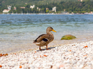 Enten am steinigen Seeufer
