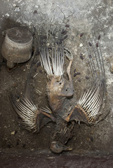 Skeleton of a death pigeon in the sink of an abandoned building