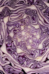 Obraz premium Detail of Red cabbage section
