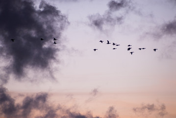 Group of geese flying in a pink sky