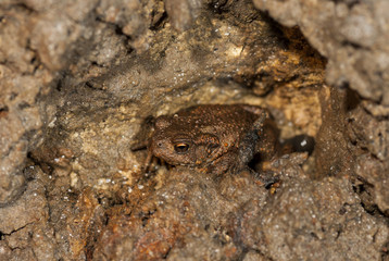 well camouflaged brown toad in a Belgian humid cave