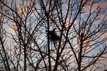 nest