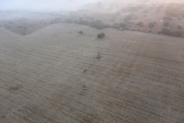 goat walking the pasture