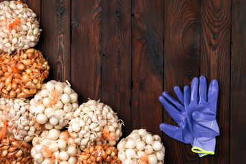 Yellow onion, Seedlings, Growing onions in bag mesh with farmer gloves. Many of growth onion plantations.  Countryside herb and vegetable. Sale on farmers's market. Copy space for text