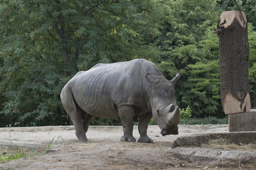 Naklejka premium rhino in a park against forest background