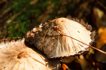 Mushroom