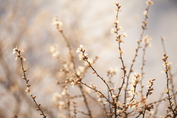 Fototapeta na wymiar Spring Blossom background