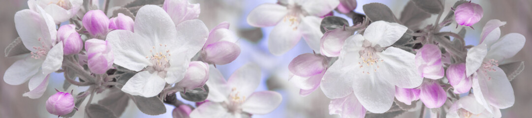 panorama spring landscape flowers of apple tree - obrazy, fototapety, plakaty