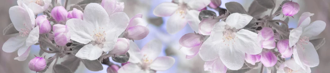 Foto op Plexiglas Lente panorama lente landschap bloemen van appelboom