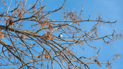 Sparrow sits on a tree branch