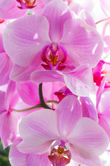 Naklejka na ściany i meble beautiful orchid purple