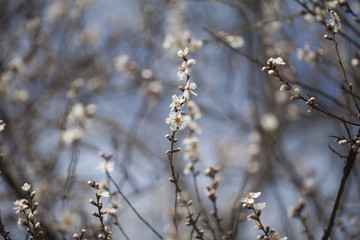 Spring Blossom background