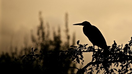 h&eacute;ron en lueur du soir