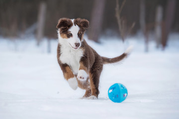Happy australian shepherd puppy playing with a ball in winter