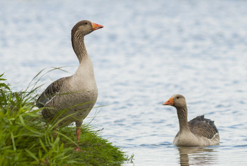 Naklejka na ściany i meble Couple of greylag goose at the Uitkerkse polders
