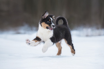 Happy australian shepherd puppy running in winter