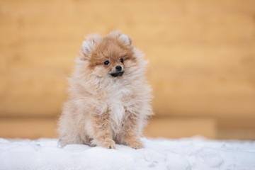 Adorable little pomeranian spitz puppy in winter