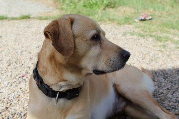 Labrador au soleil dans le jardin