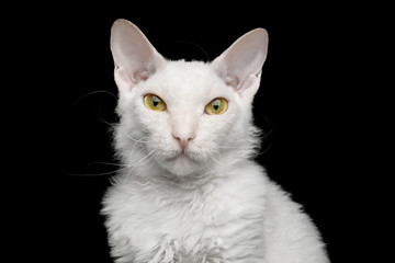Obraz premium Portrait of narrow-eyed Sphynx Cat with White fur Looking in camera Isolated on Black Background