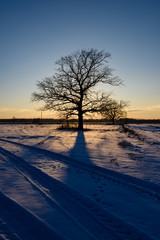 colorful winter sunset with light rays coming through the large tree branches