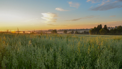 oat field in countryside at sunrise Kaluga region, Russia