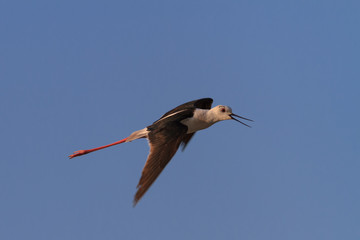 black winged stilt
