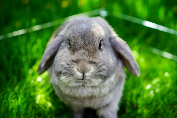 Graues Kaninchen