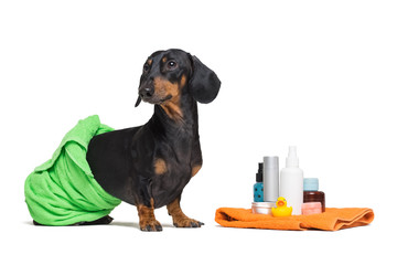 lovely dog dachshund, black and tan, wrapped in a green towel, after showering with a rubber yellow duck, cans of shampoo, bathroom accessories, isolated on a white background