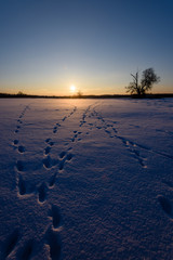 colorful winter sunset with light rays coming through the large tree branches