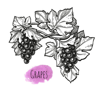 Ink sketch of grapes.