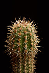 Cactus on black background