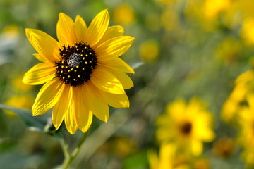 sunflower with soft sunflowers for background, Helianthus annus