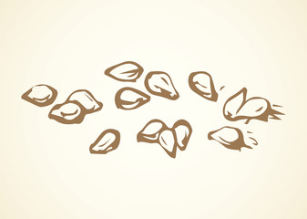 Sesame. Vector drawing