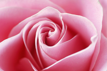 Fototapeta na wymiar Close up view of a beautiful pink rose. Macro image of pink rose