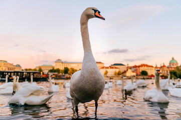 Goose leader funny portrait. Swan walking on river coast in Prague. White long neck bird in water on city background in summer evening. Feathered flock floating in urban lake outdoor at nature.