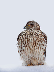 hawk with beautiful plumage white background